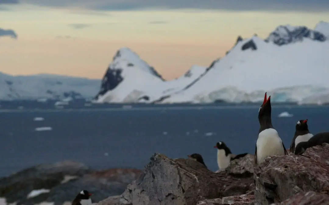 Adventure Cruise to Antarctica: A Journey to the Bottom of the World
